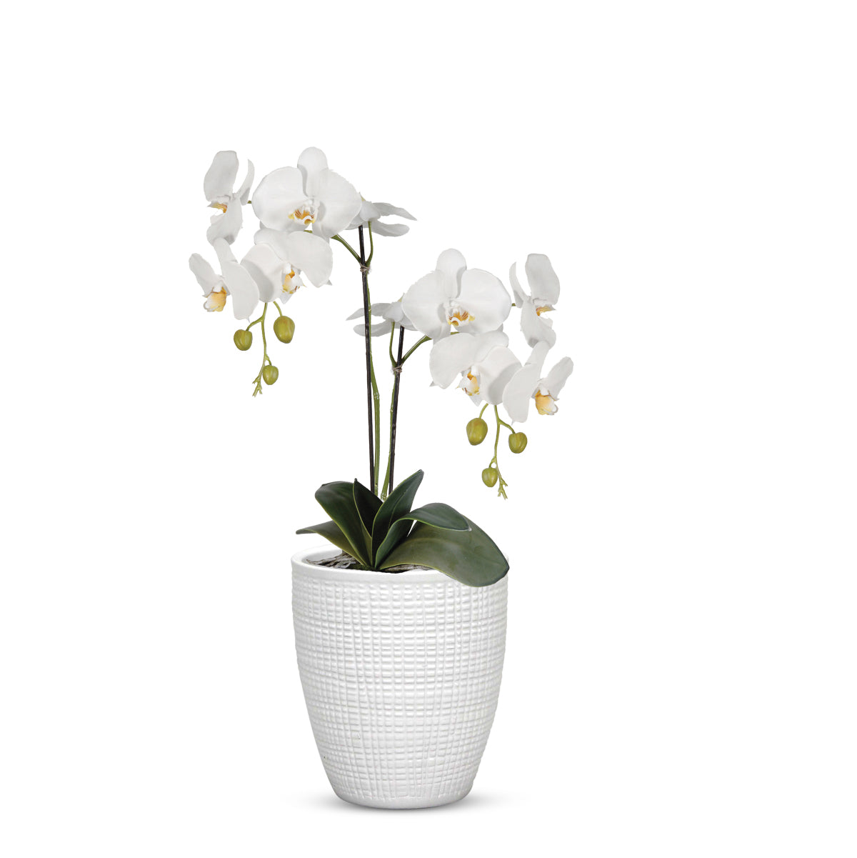 ELEGANTE: Corteza - European Style Small Flower Pot Panna White (5.5"H.) - Artistica.com