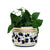 ORVIETO BLUE ROOSTER: Cylindrical Cover Pot - Cachepot Planter (Small) - Artistica.com
