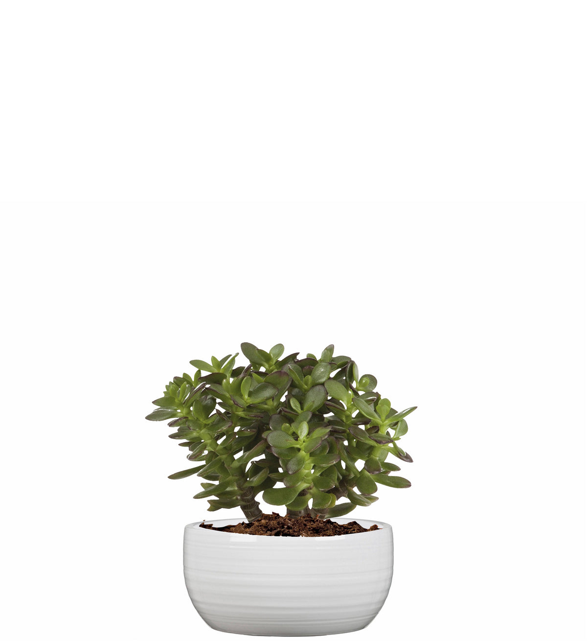 ELEGANTE: Round Low Ball Planter pure white