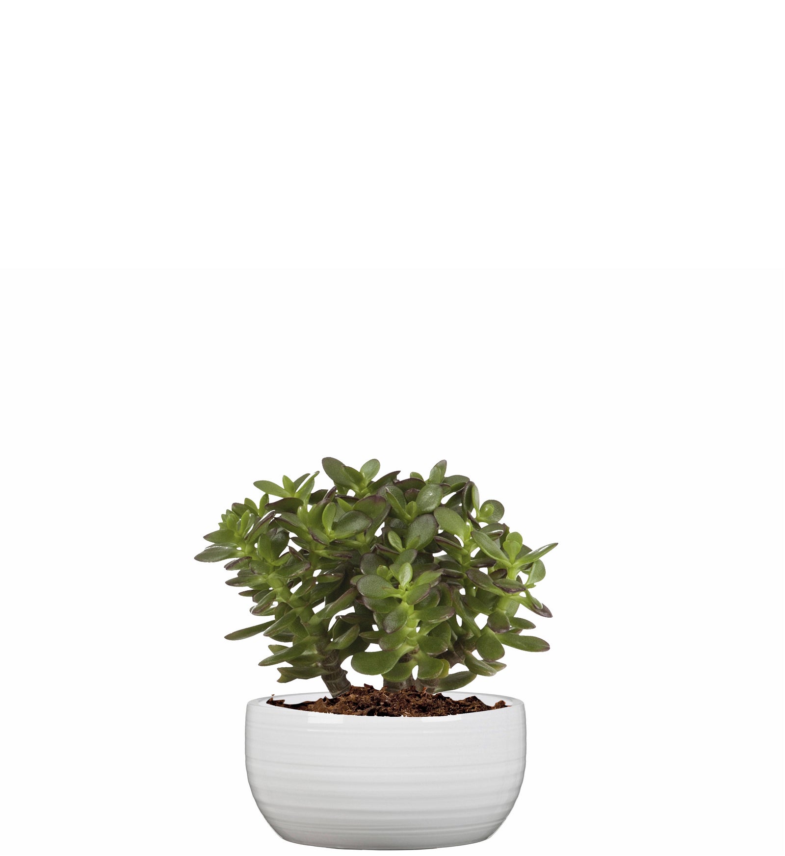 ELEGANTE: Round Low Ball Planter pure white