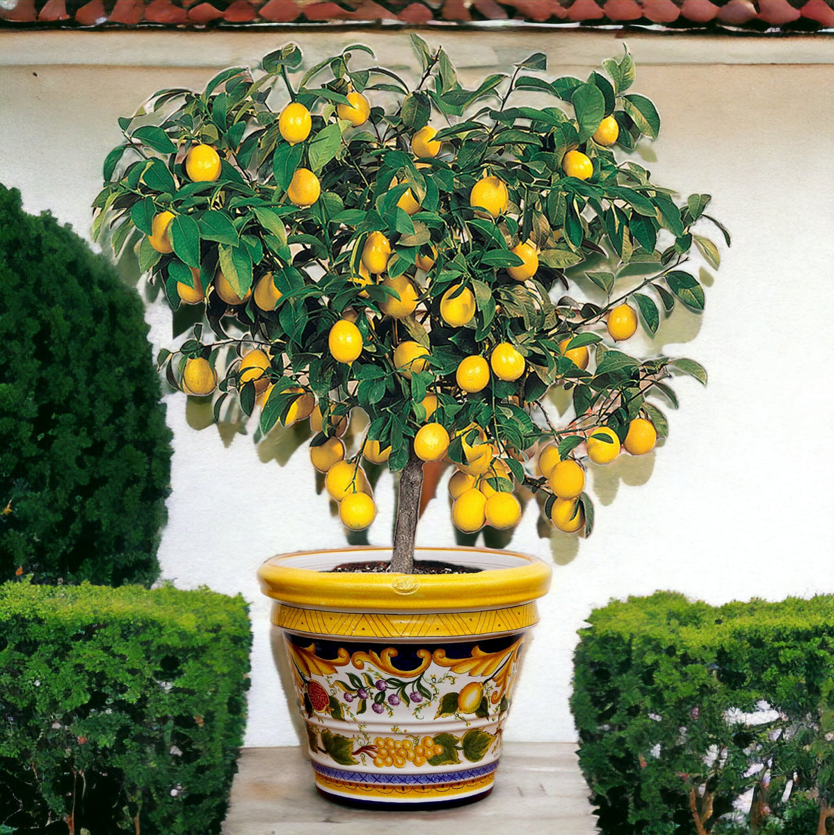 LIMONIERA PLANTER VASE: Large+ (23"Ø) Cachepot-Planter for plants and trees - Design VIETRI