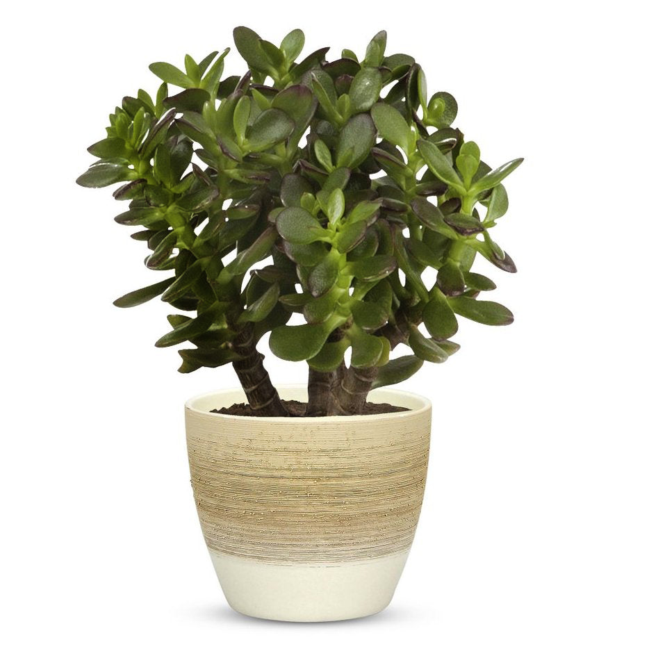 cream ceramic plant pot ELEGANTE: Graffito Rustico Vanilla Cream Ceramic Flower Pot Small (5.5" H.)