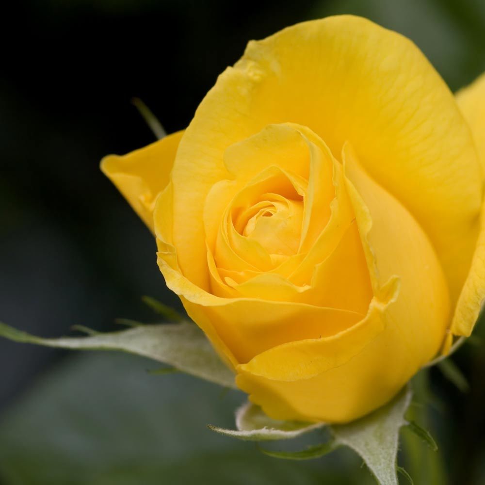 ROMANTICA: Valentino - Muah! Large Candle Vase Ceramic Container (30 Oz) - Artistica.com