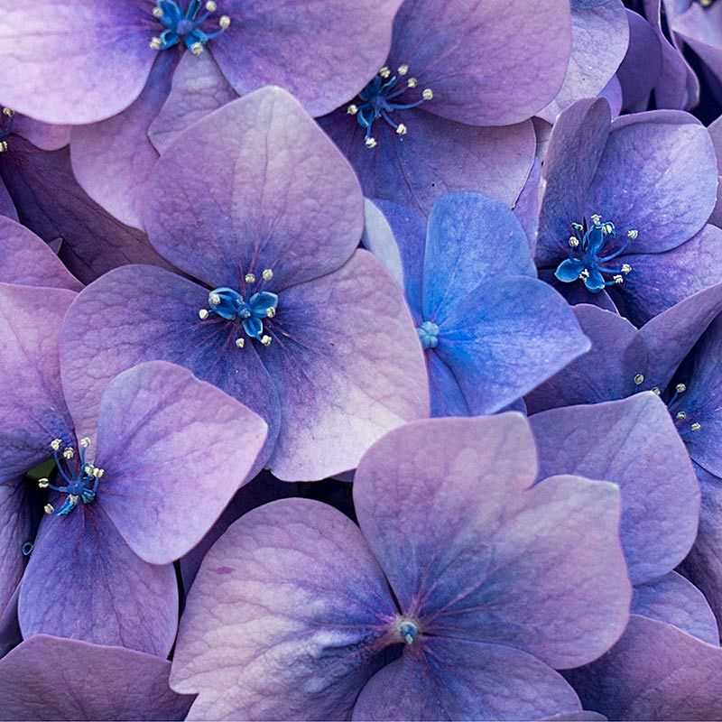 ROMANTICA: Scented soy candle in hand engraved RED crystal cup ~ Christmas Tree scent. - Artistica.com