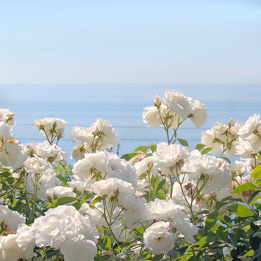 ROMANTICA: Scented soy candle in hand engraved RED crystal cup ~ Christmas Tree scent. - Artistica.com